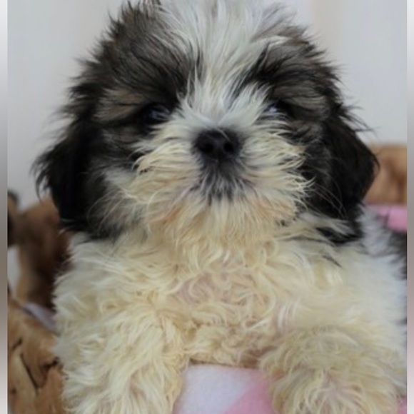 🇺🇸 Meet your Posher, Anita & Gucci - Picture 14 of 15